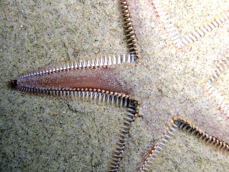 Astropecten bispinosus (Otto, 1823)